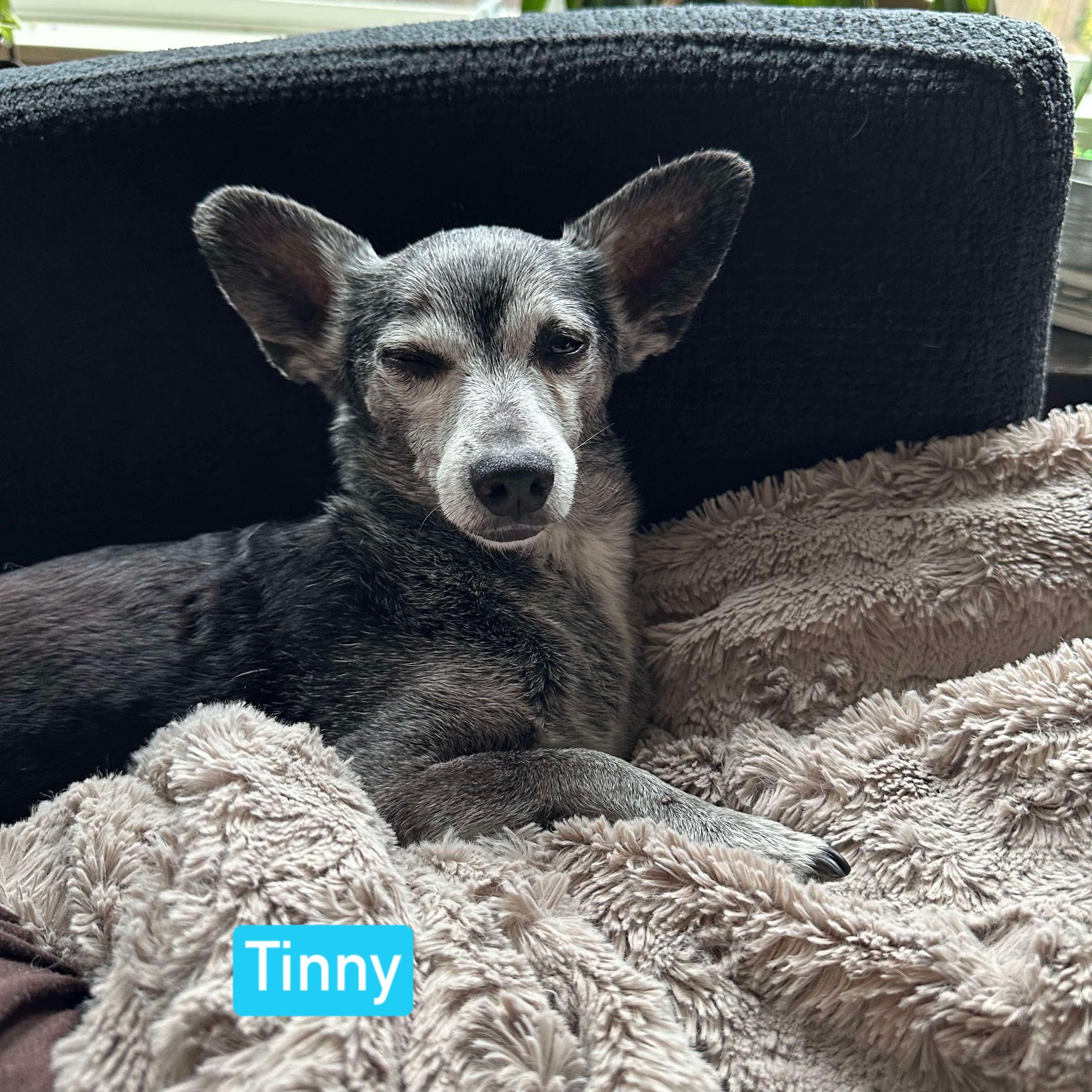 Tinny photo 3