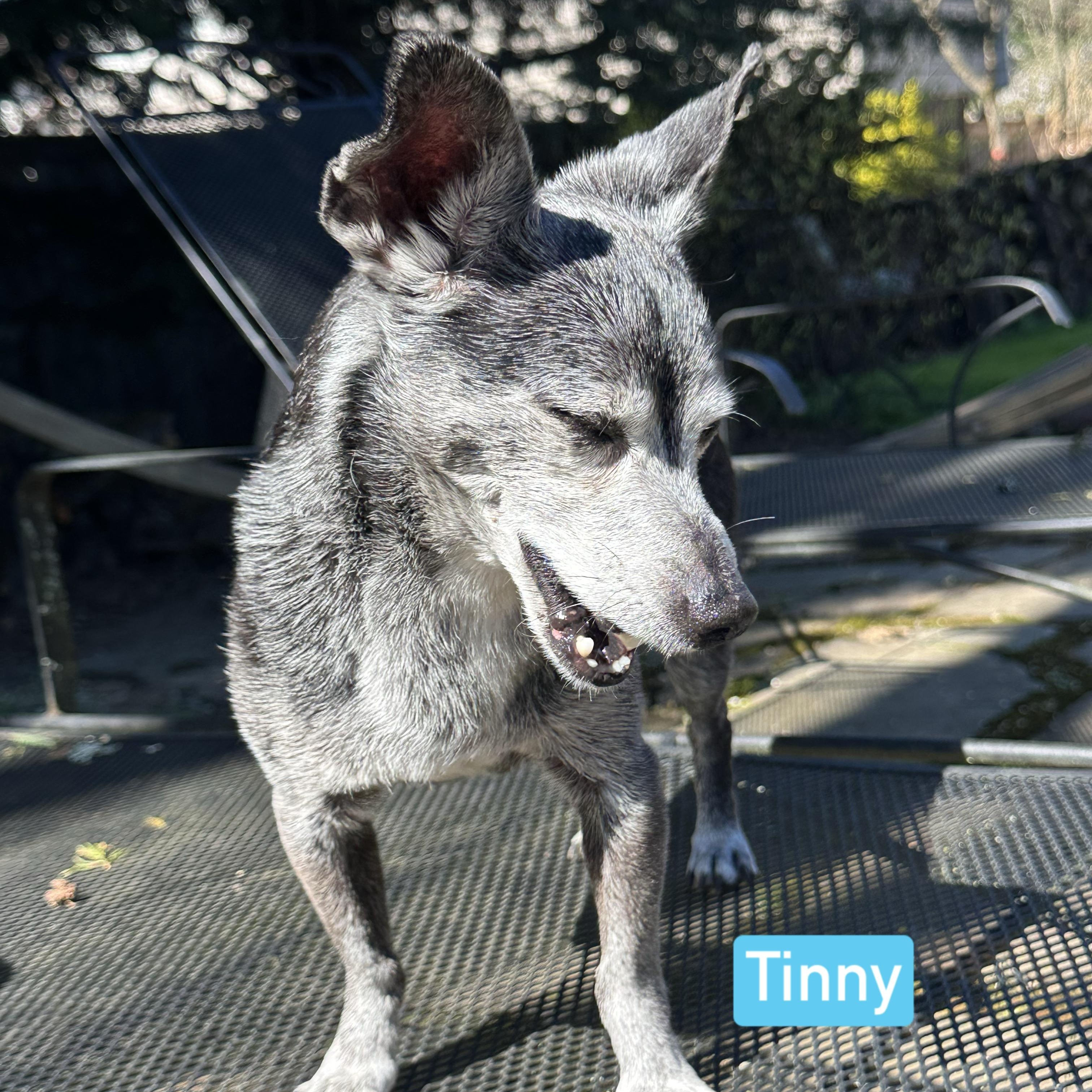 Tinny photo 4