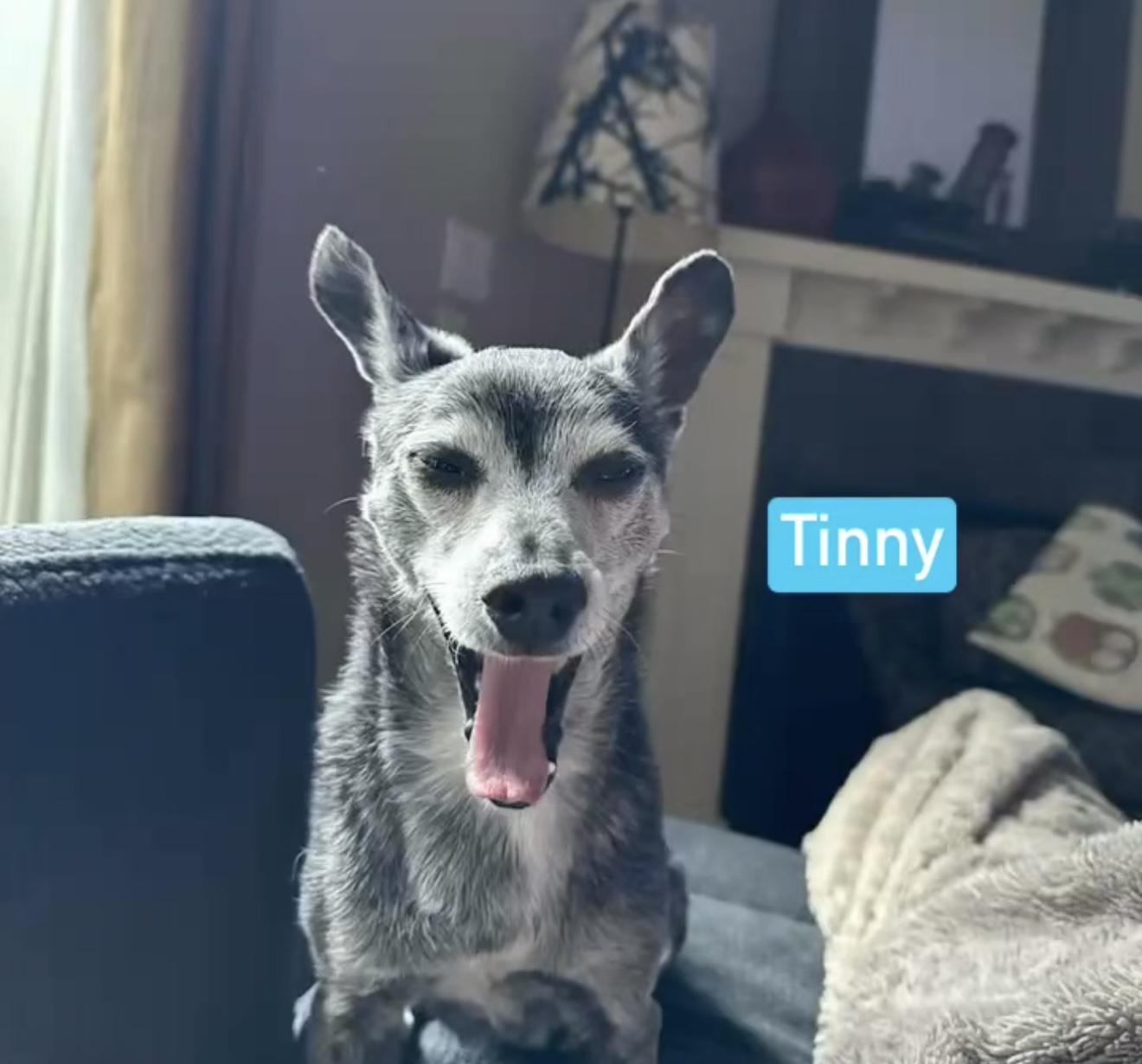 Tinny, Senior Male Chihuahua