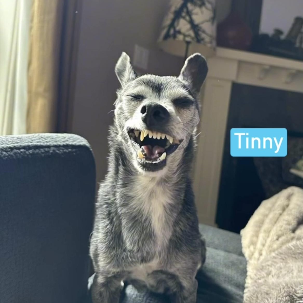 Tinny photo 5