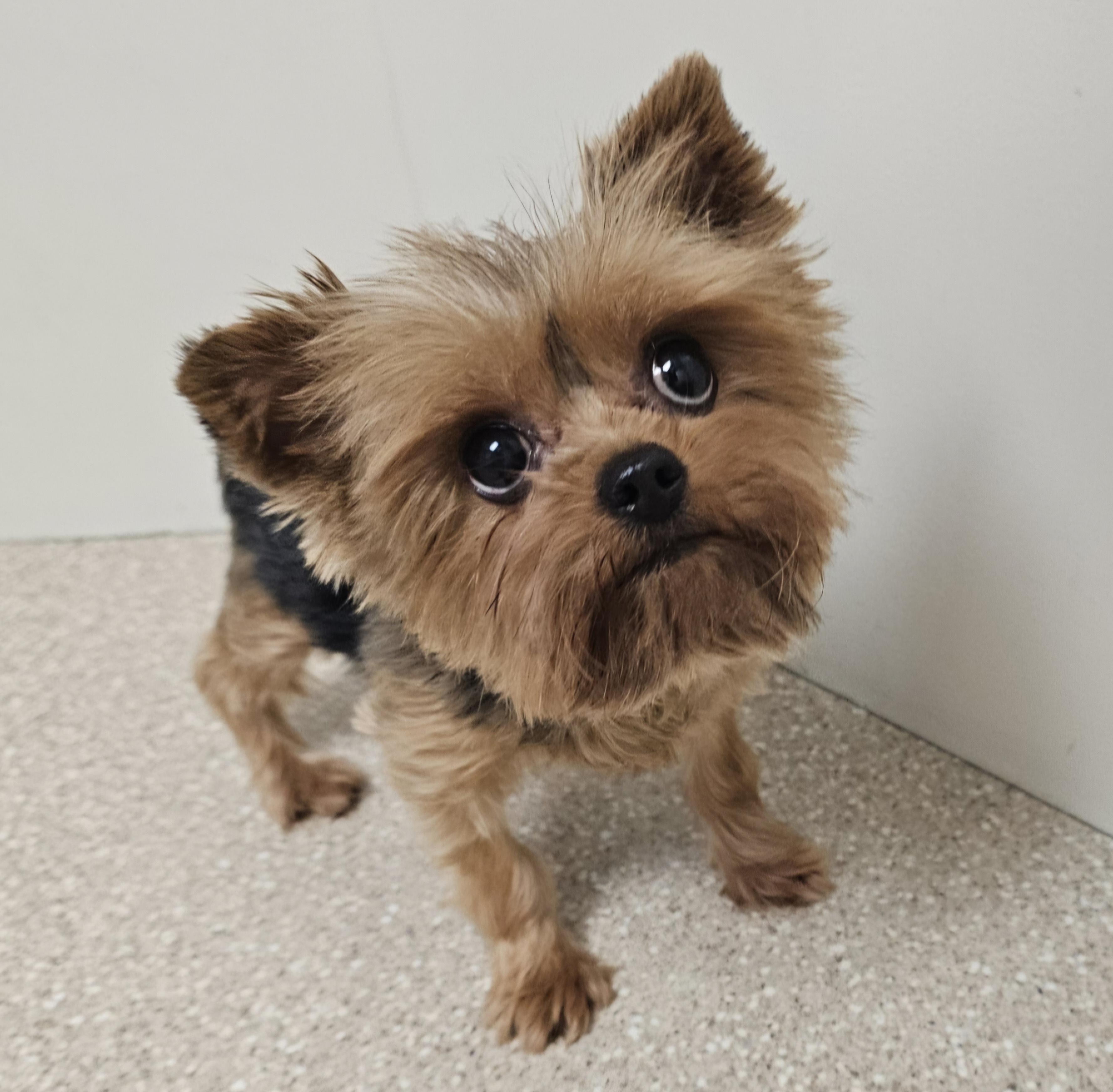 GRACIE , a Adoptable Yorkshire Terrier in Fenton, MI image 5/6