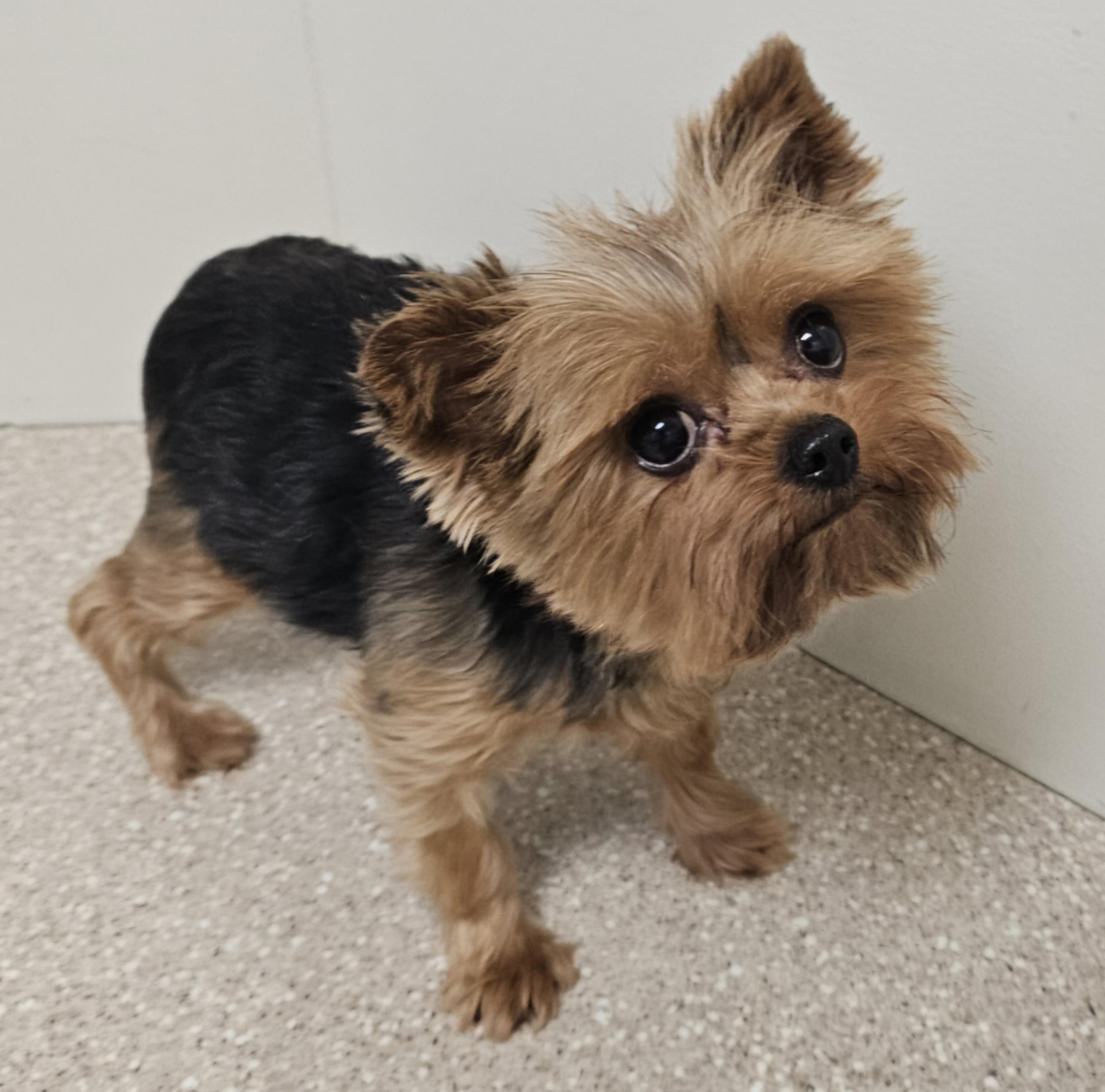 GRACIE , a Adoptable Yorkshire Terrier in Fenton, MI image 3/6