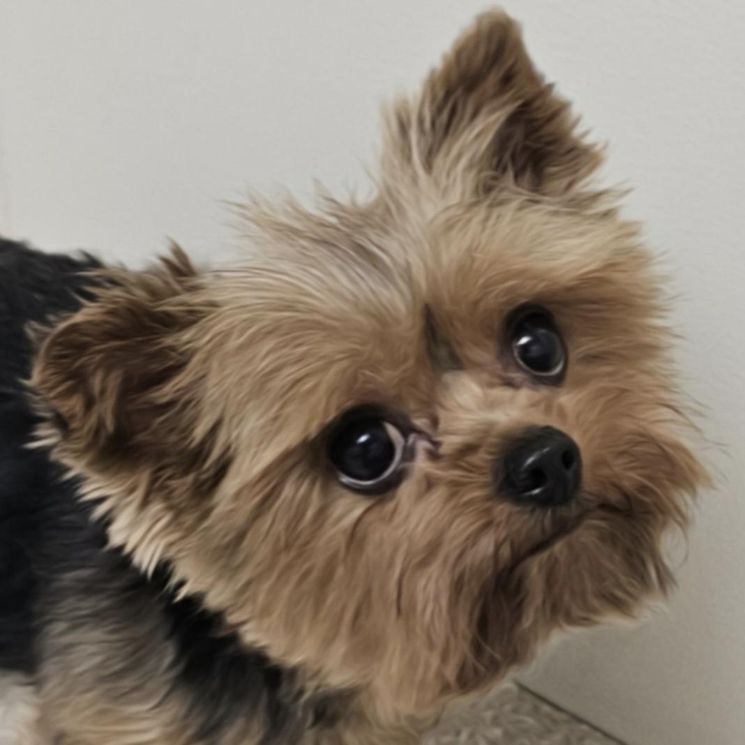 GRACIE , Adoptable, Adult Female Yorkshire Terrier.