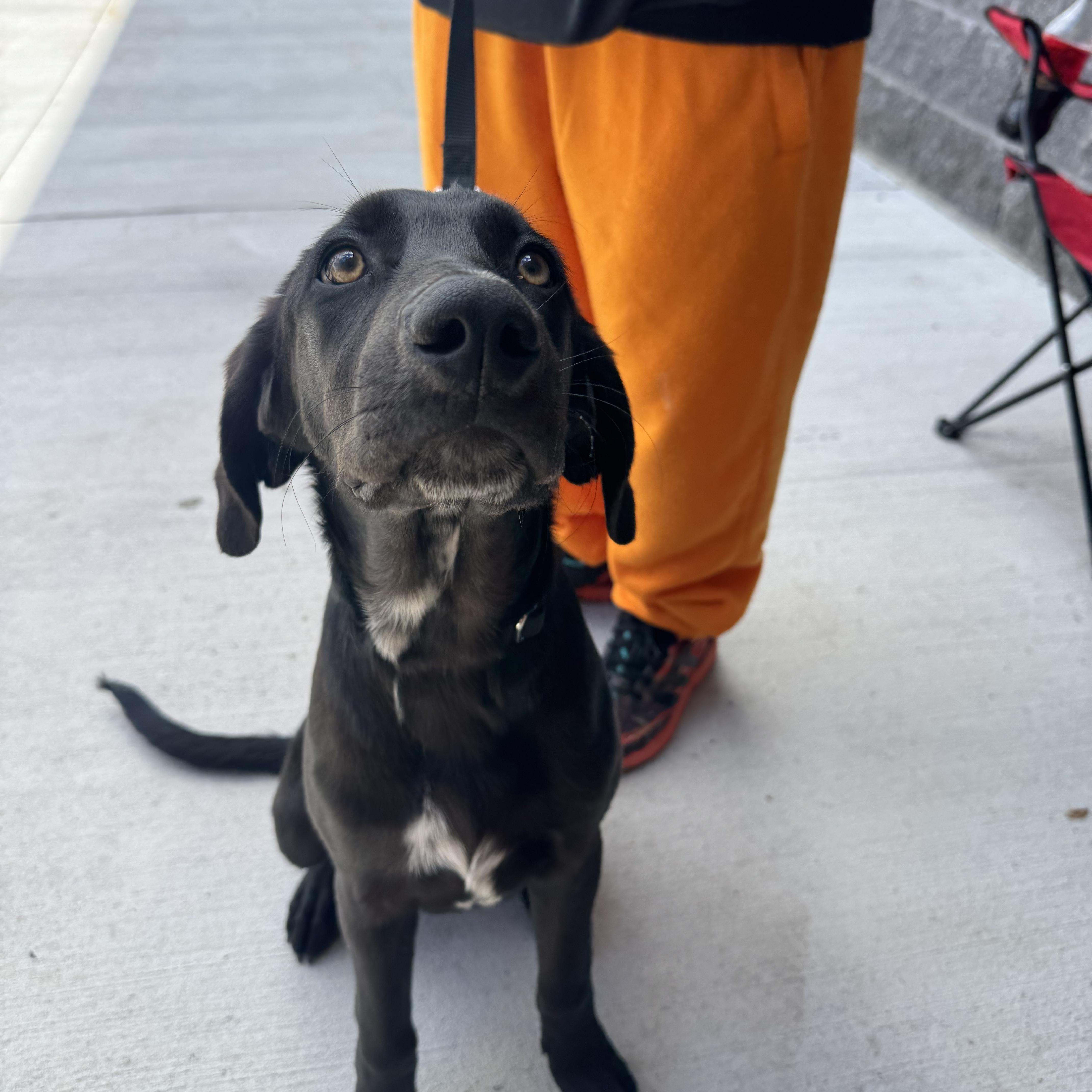 Magnolia, a ADOPTABLE mixed breed in Kutztown, PA image 5/6