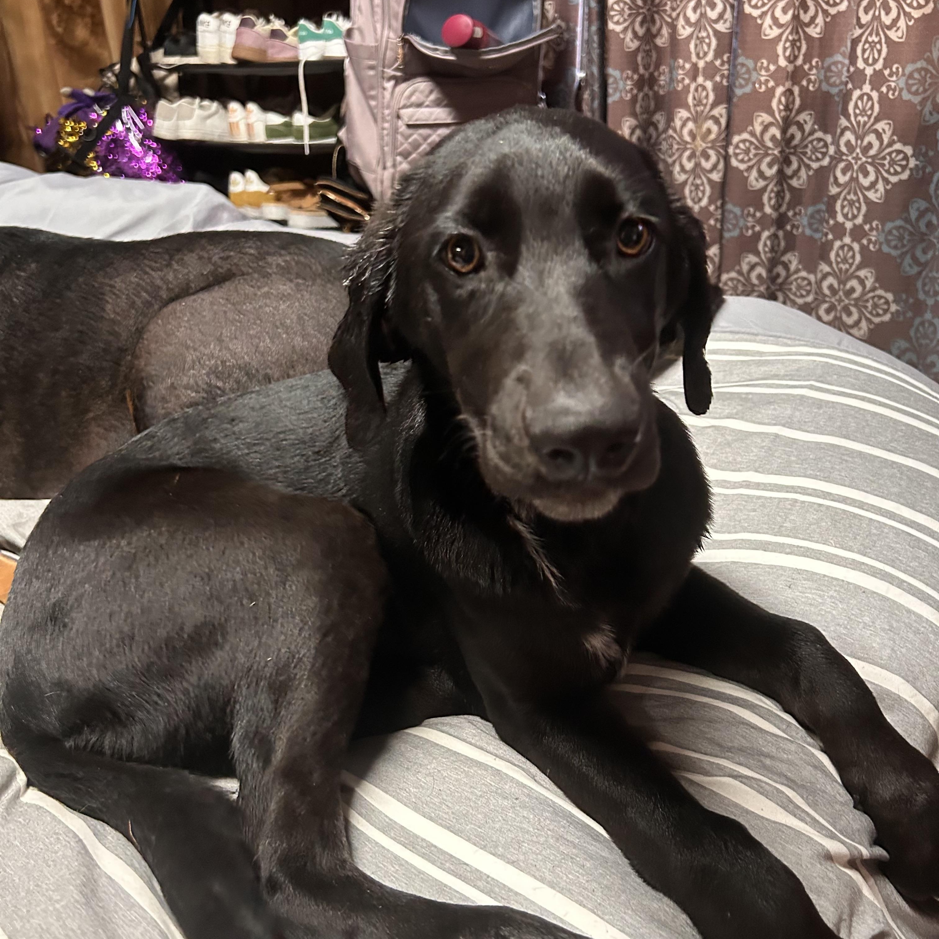 Magnolia, a ADOPTABLE mixed breed in Kutztown, PA image 6/6