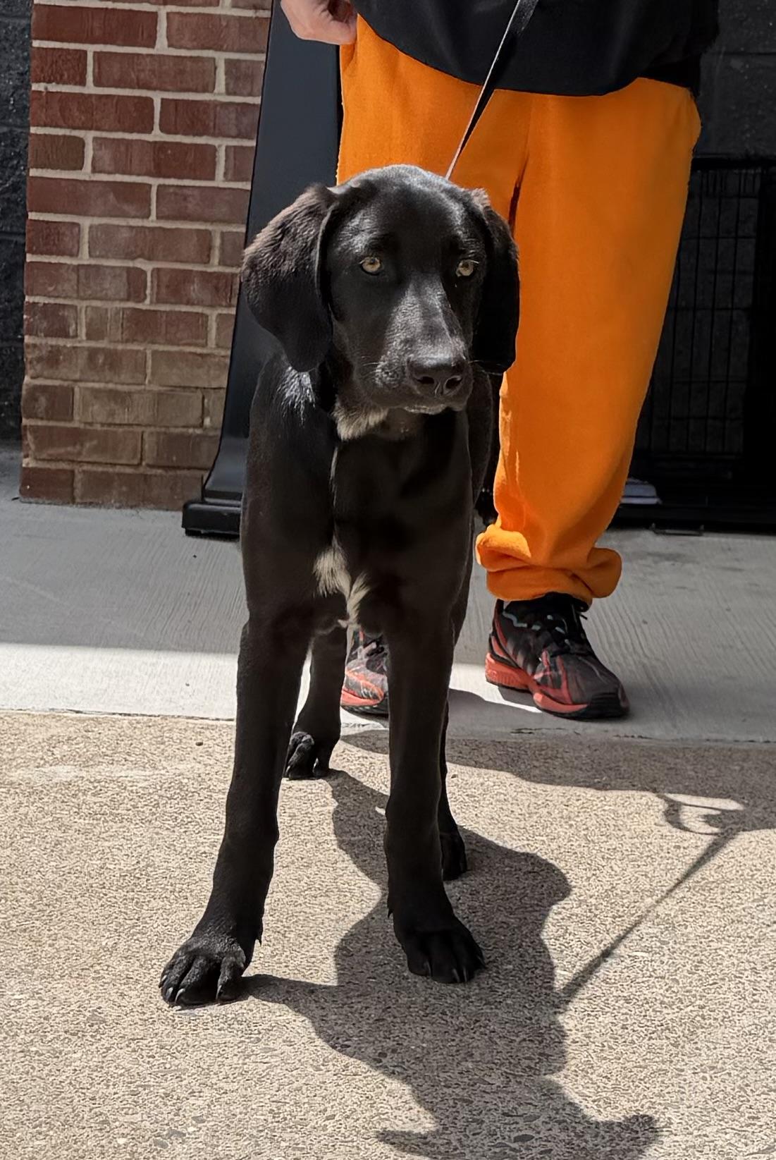Magnolia, a ADOPTABLE mixed breed in Kutztown, PA image 3/6