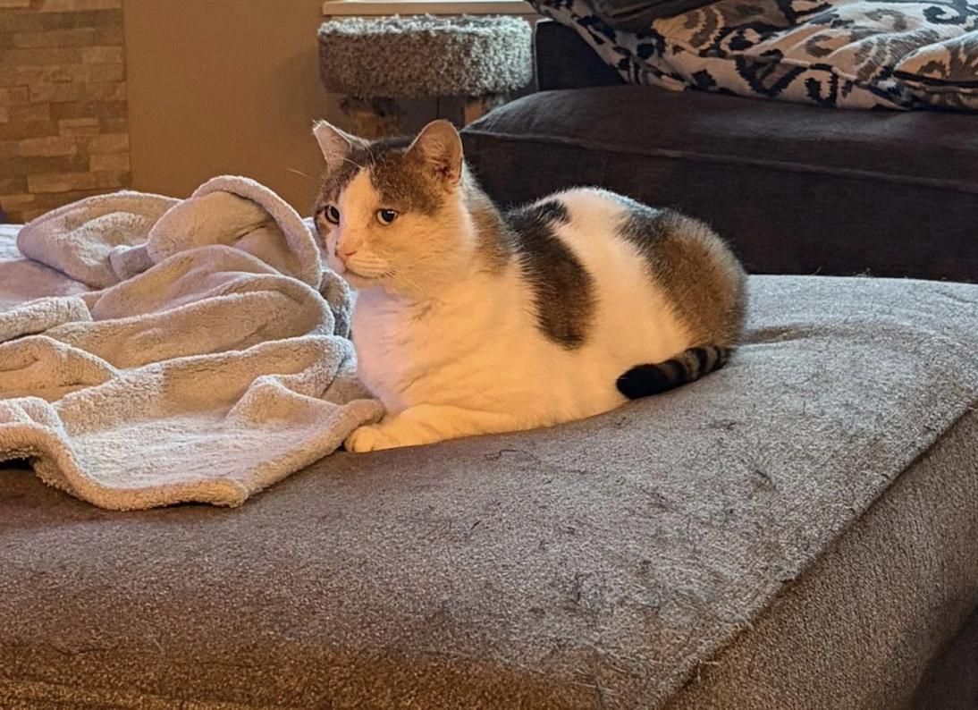 Enlarge Go-Gurt, a ADOPTABLE Domestic Short Hair in Eugene, OR image 2/4