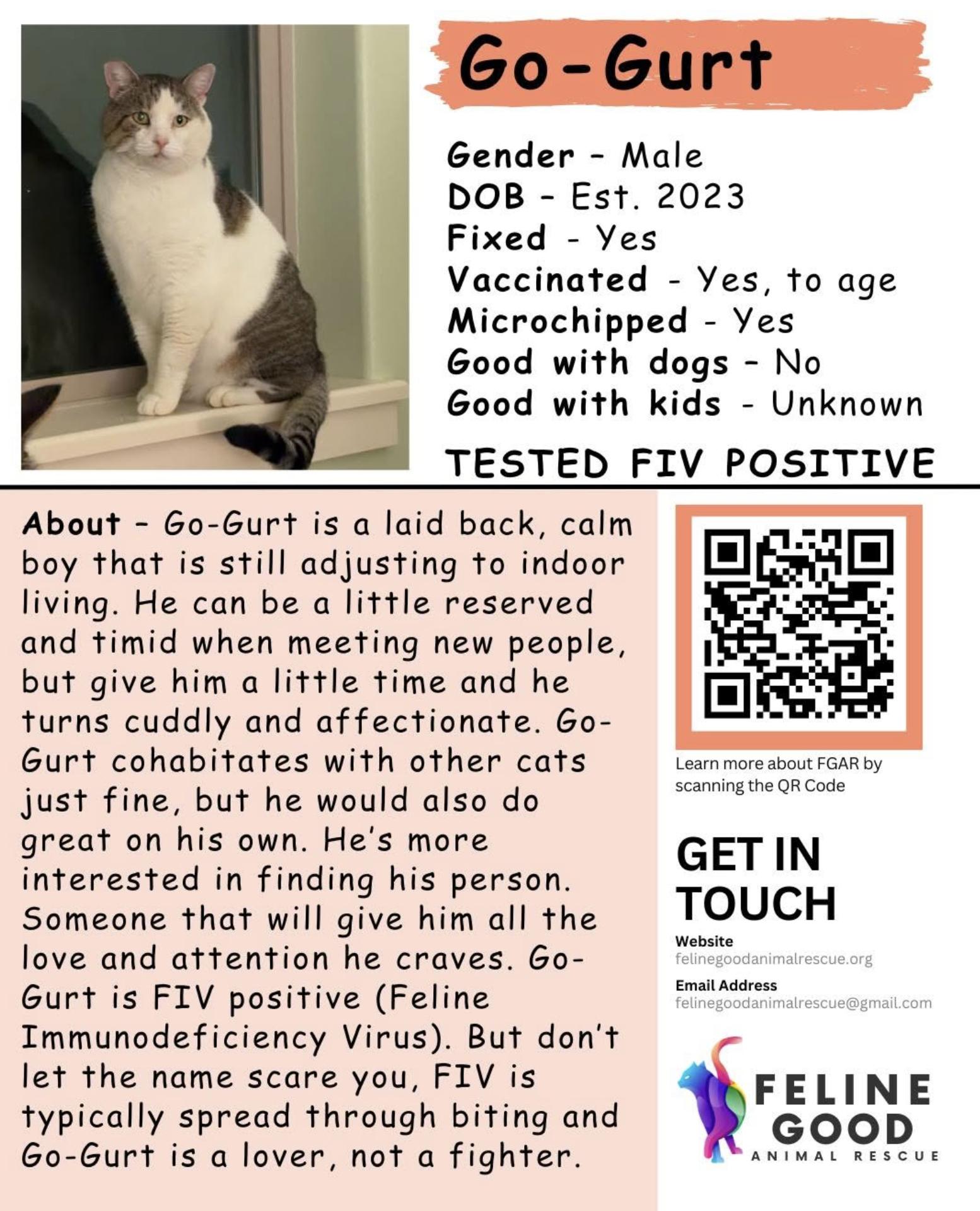 Enlarge Go-Gurt, a ADOPTABLE Domestic Short Hair in Eugene, OR image 4/4