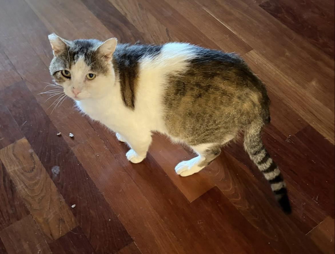 Enlarge Go-Gurt, a ADOPTABLE Domestic Short Hair in Eugene, OR image 3/4
