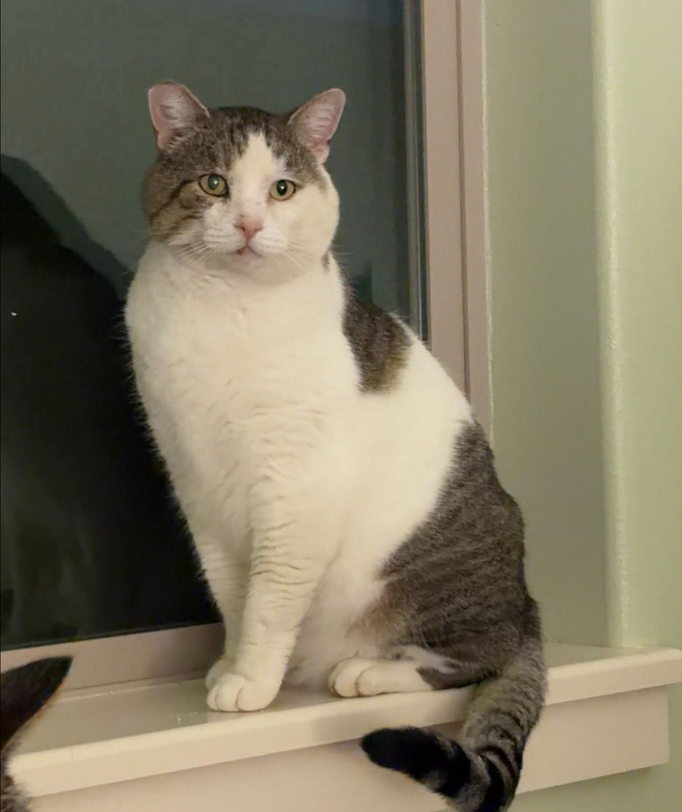 Go-Gurt, ADOPTABLE, Young Male Domestic Short Hair.