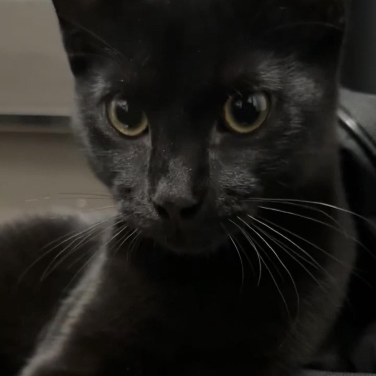 Enlarge Cosmo, an adopted Domestic Short Hair in Toronto, ON image 2/2