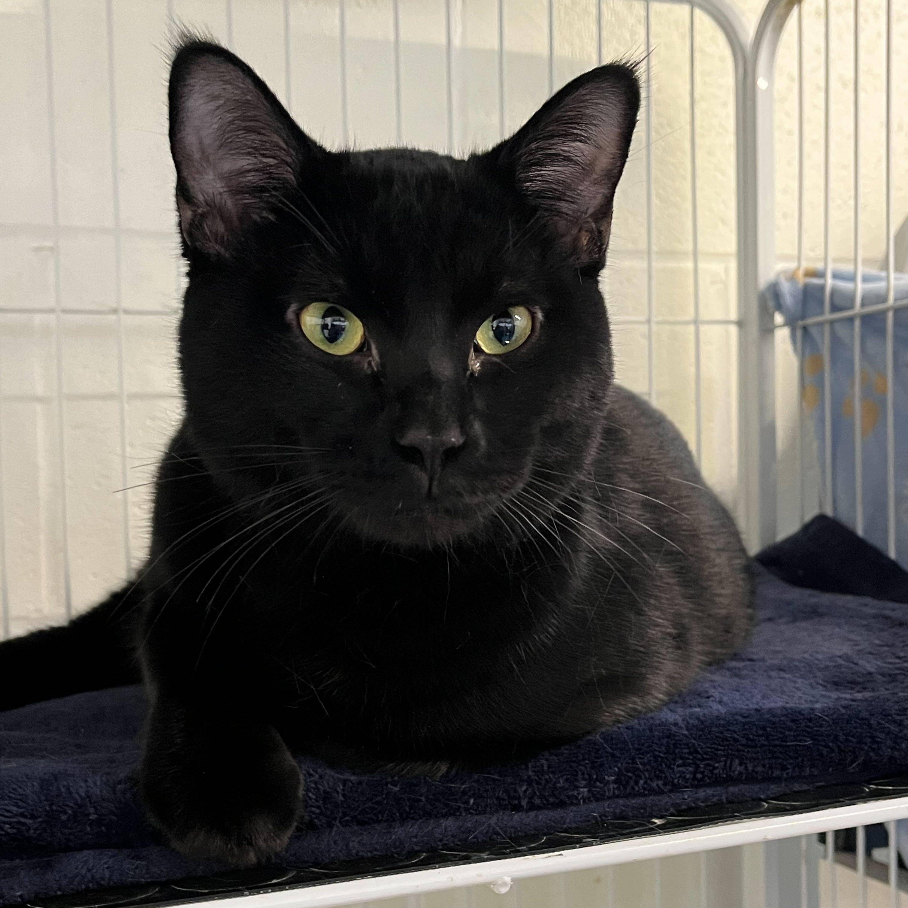 Enlarge Cosmo, an adopted Domestic Short Hair in Toronto, ON image 1/2