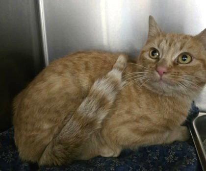 Enlarge Zelda, a Adoptable Domestic Short Hair in Sullivan, IN image 1/1