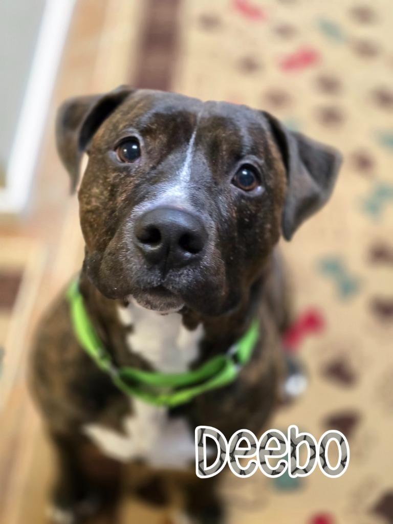 Deebo, Adoptable, Adult Male Mastiff & American Staffordshire Terrier.