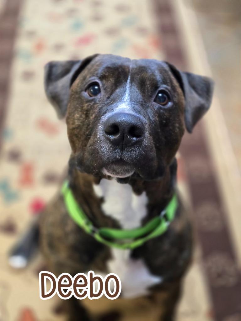 Enlarge Deebo, a Adoptable mixed breed in Port Clinton, OH image 2/6