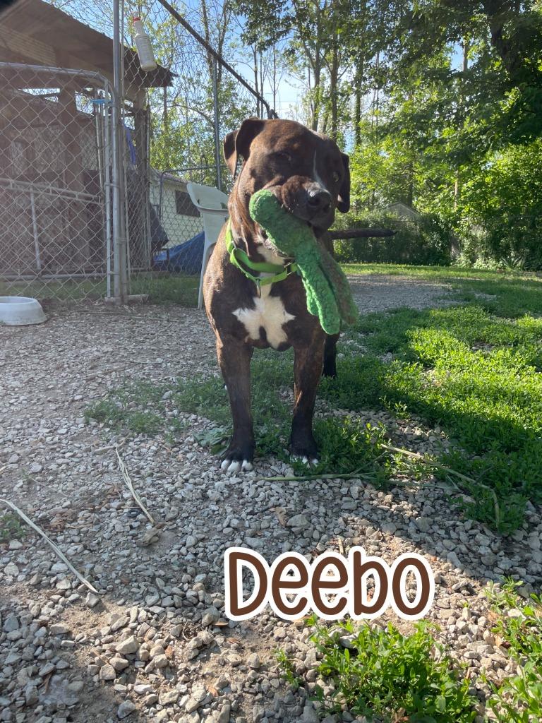 Enlarge Deebo, a Adoptable mixed breed in Port Clinton, OH image 3/6