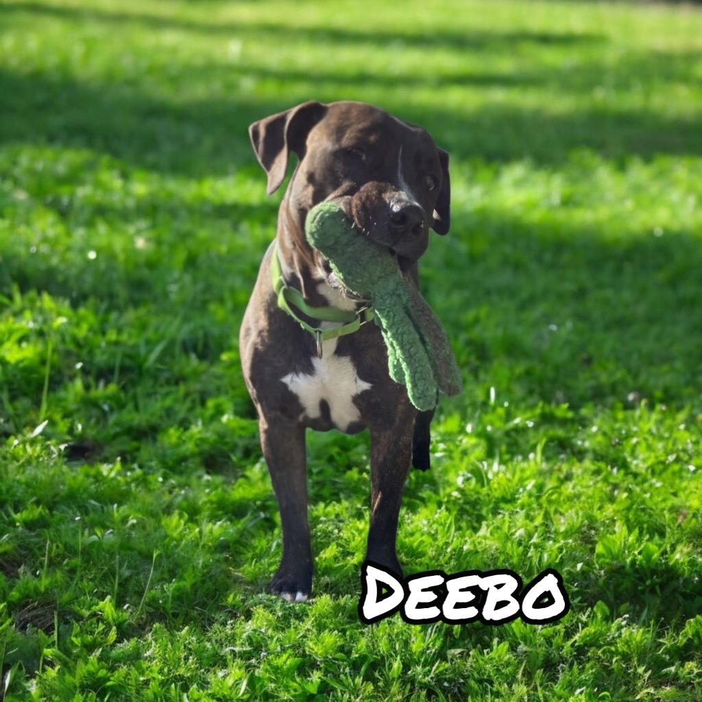 Enlarge Deebo, a Adoptable mixed breed in Port Clinton, OH image 4/6