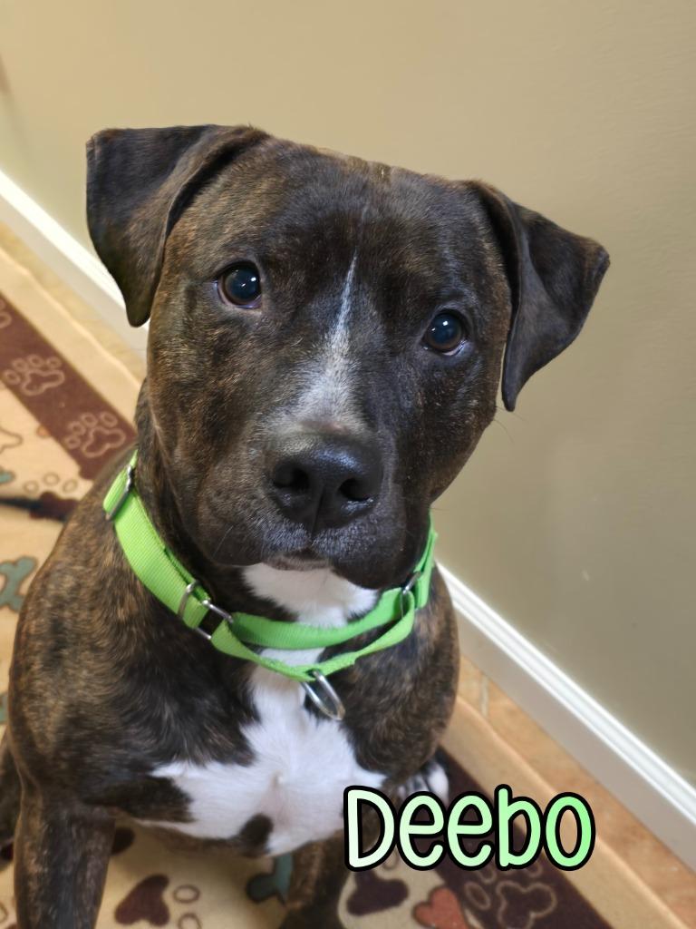 Enlarge Deebo, a Adoptable mixed breed in Port Clinton, OH image 5/6