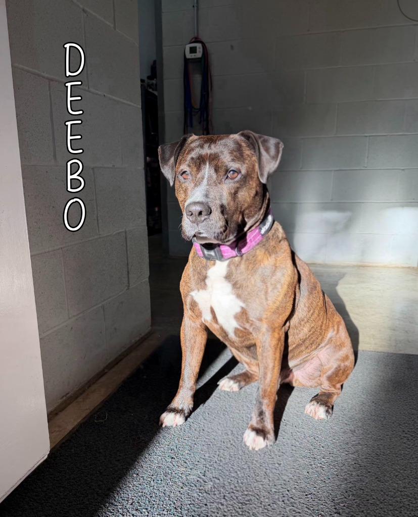 Deebo, a Adoptable mixed breed in Port Clinton, OH image 5/6