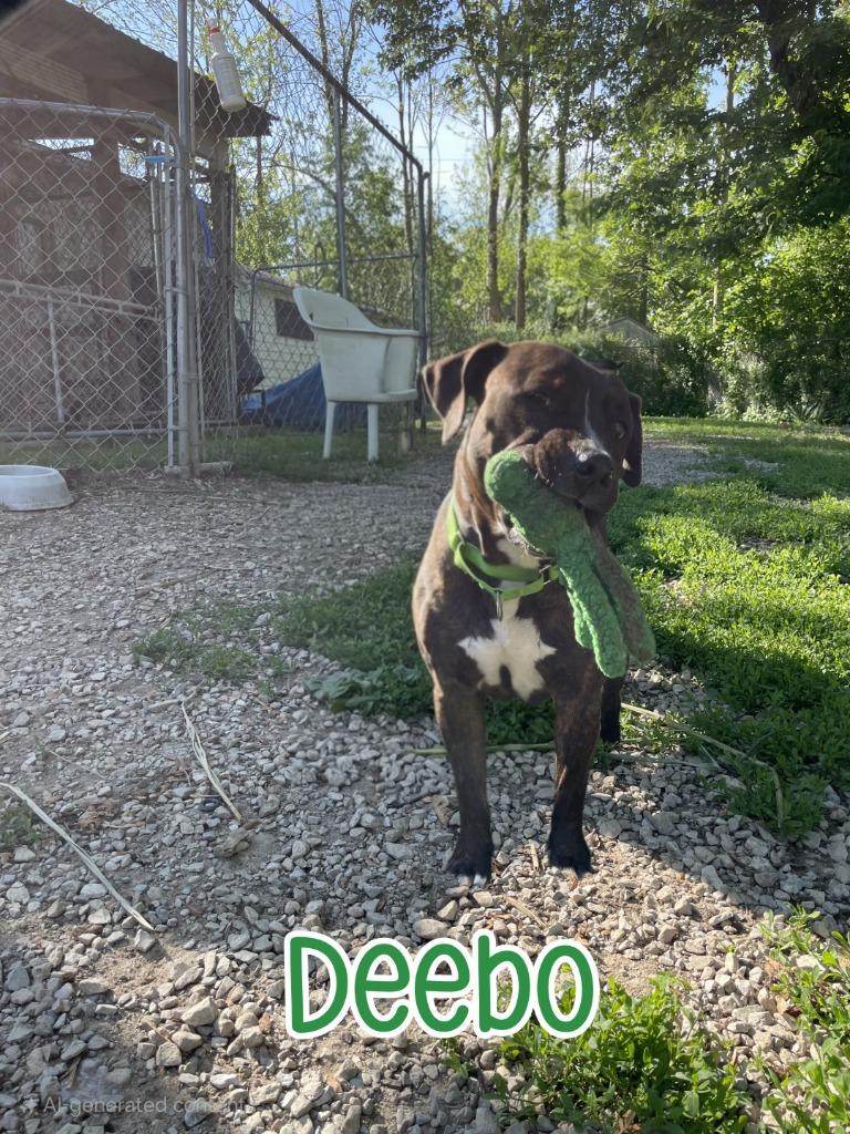 Enlarge Deebo, a Adoptable mixed breed in Port Clinton, OH image 6/6