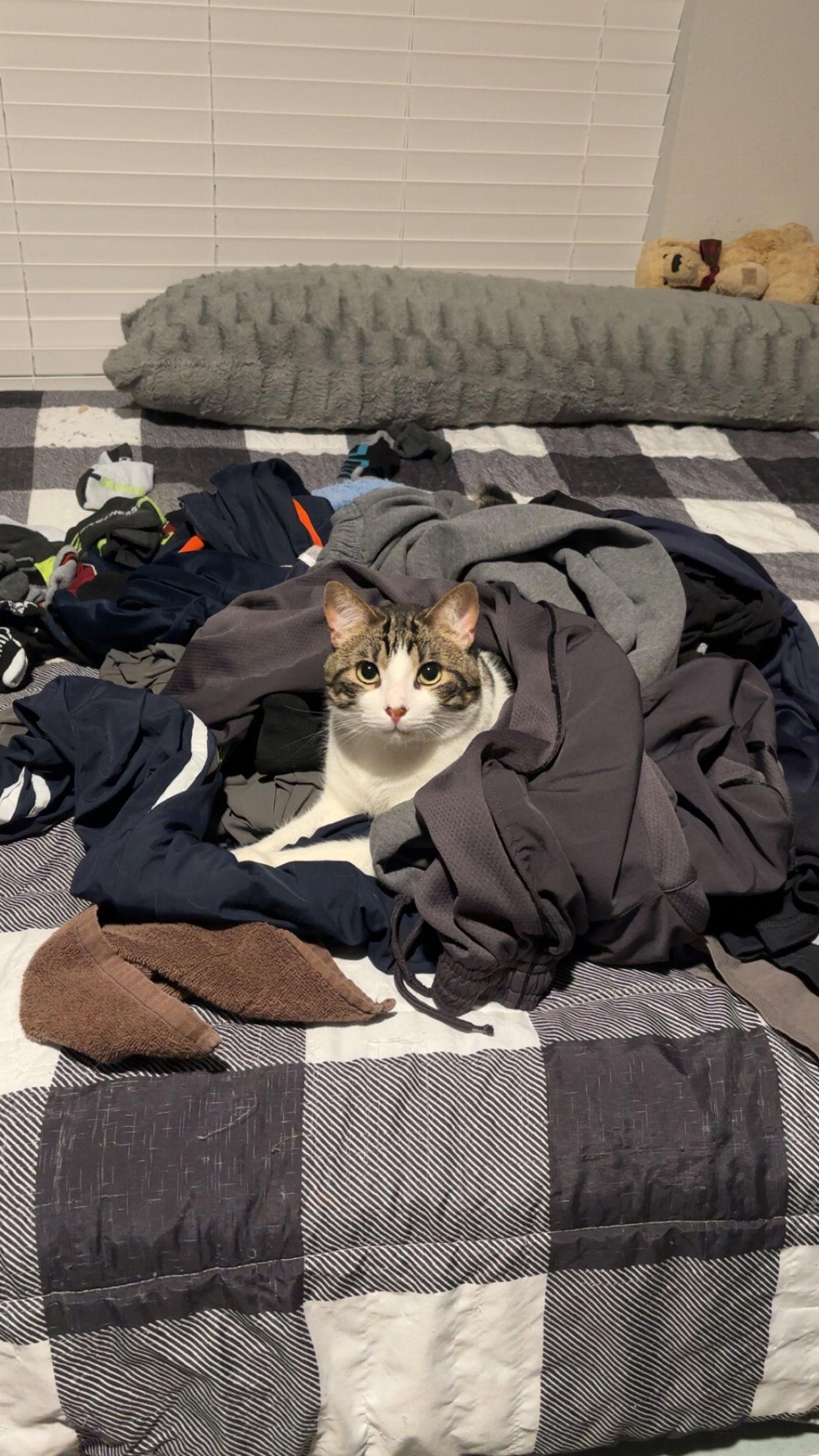 Enlarge I.O., a Adopted Domestic Short Hair in Irving, TX image 1/3