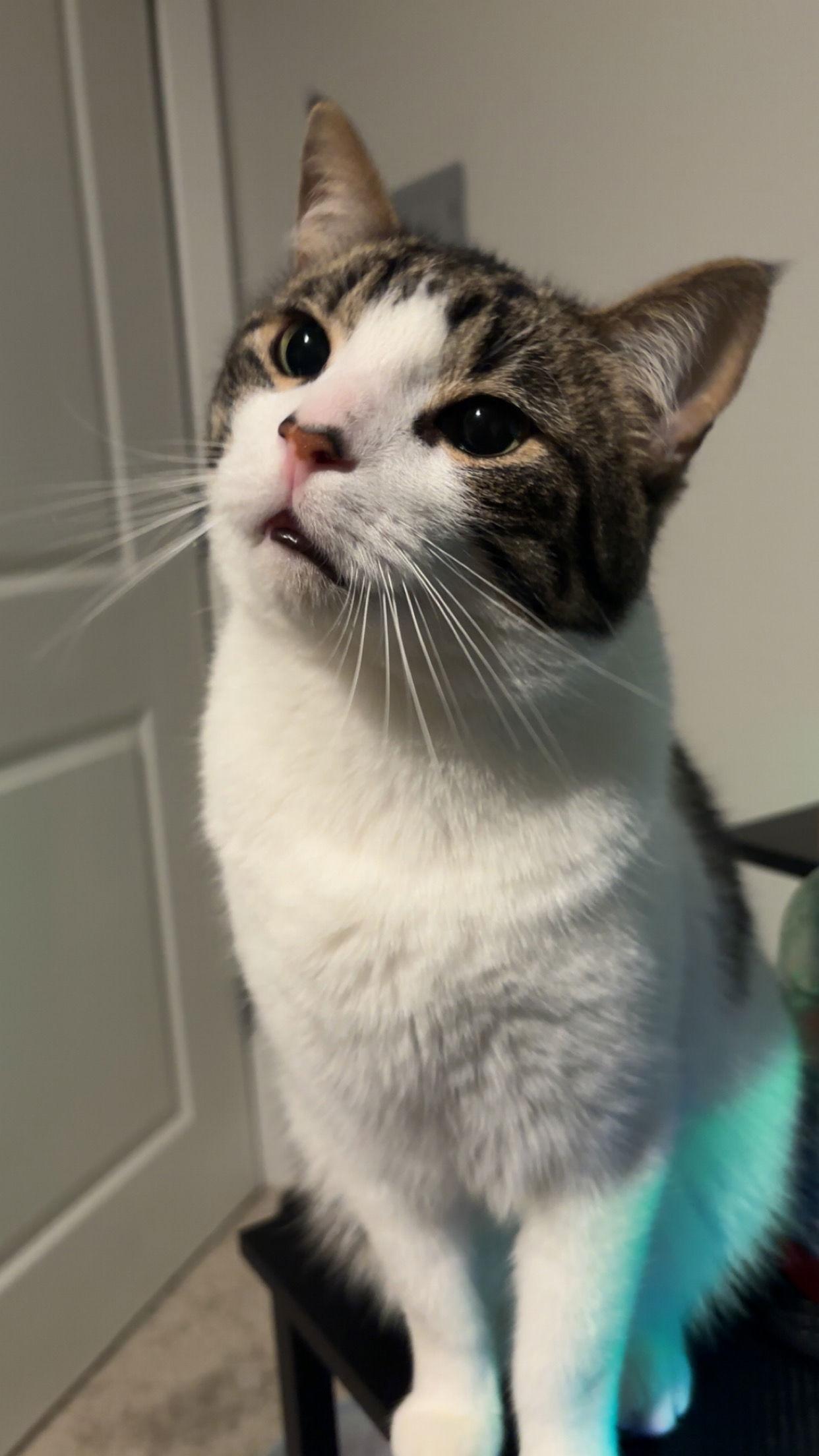 I.O., Adopted, Adult Male Domestic Short Hair.