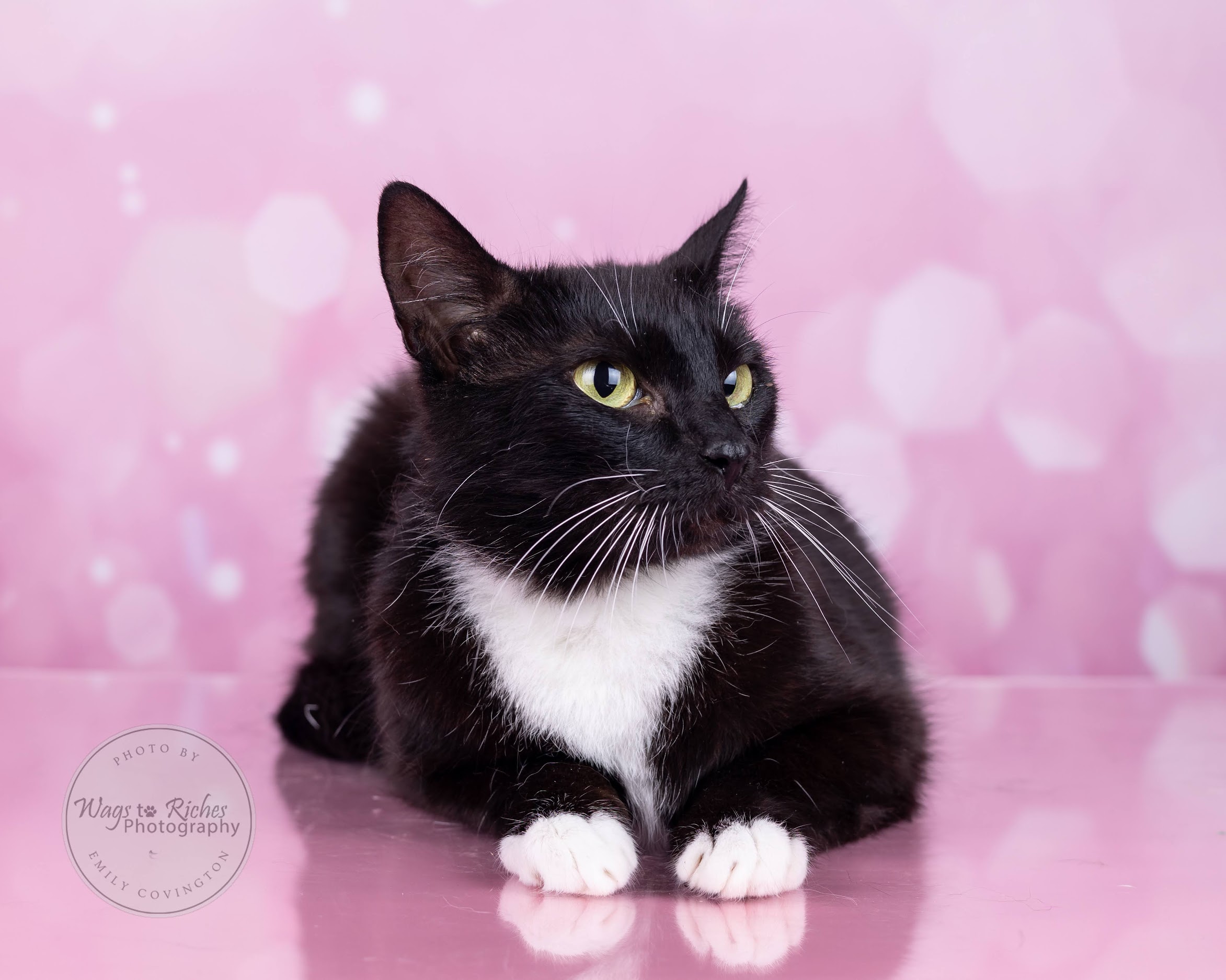 Mary Ruth - Adopted, a Adoptable mixed breed in Johnston, RI image 1/6