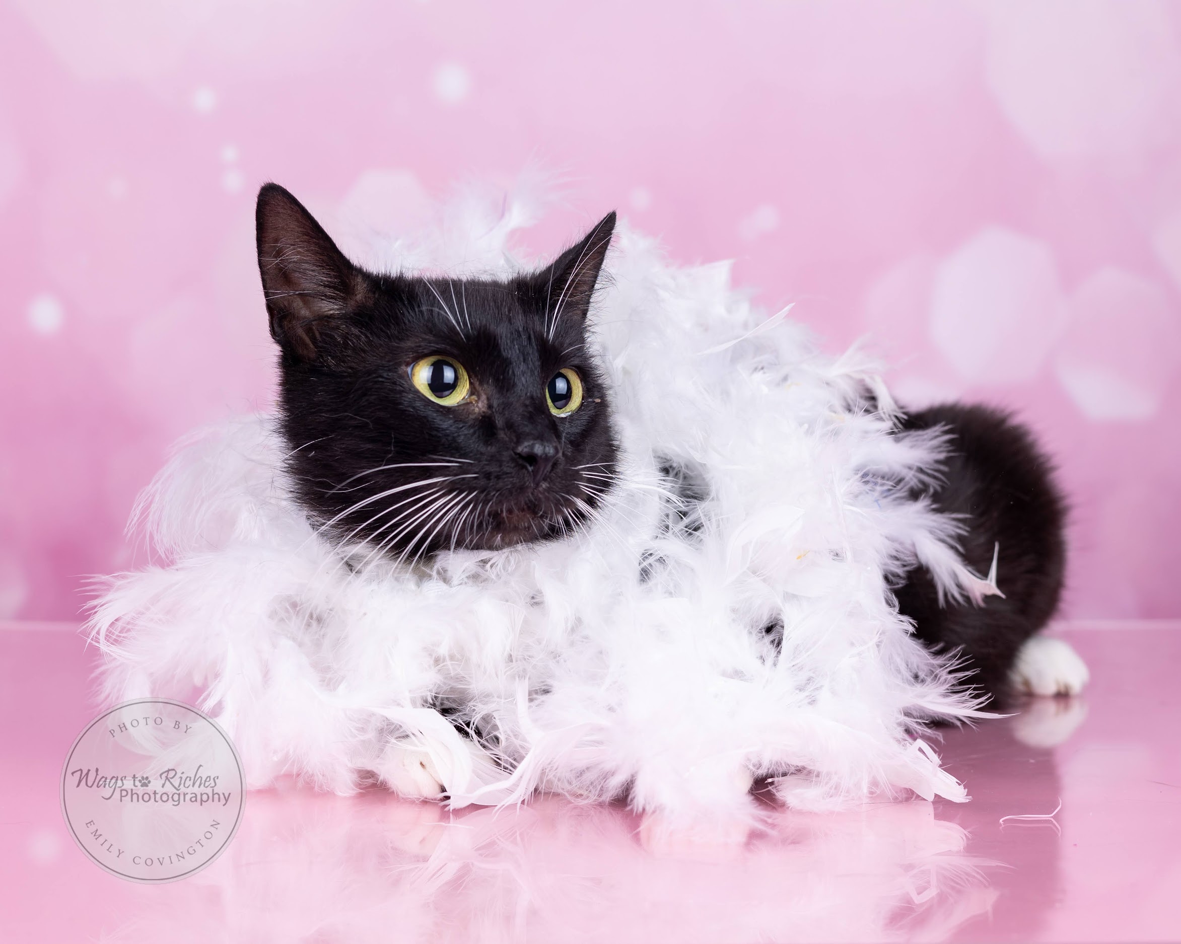 Mary Ruth - Adopted, a Adoptable mixed breed in Johnston, RI image 2/6