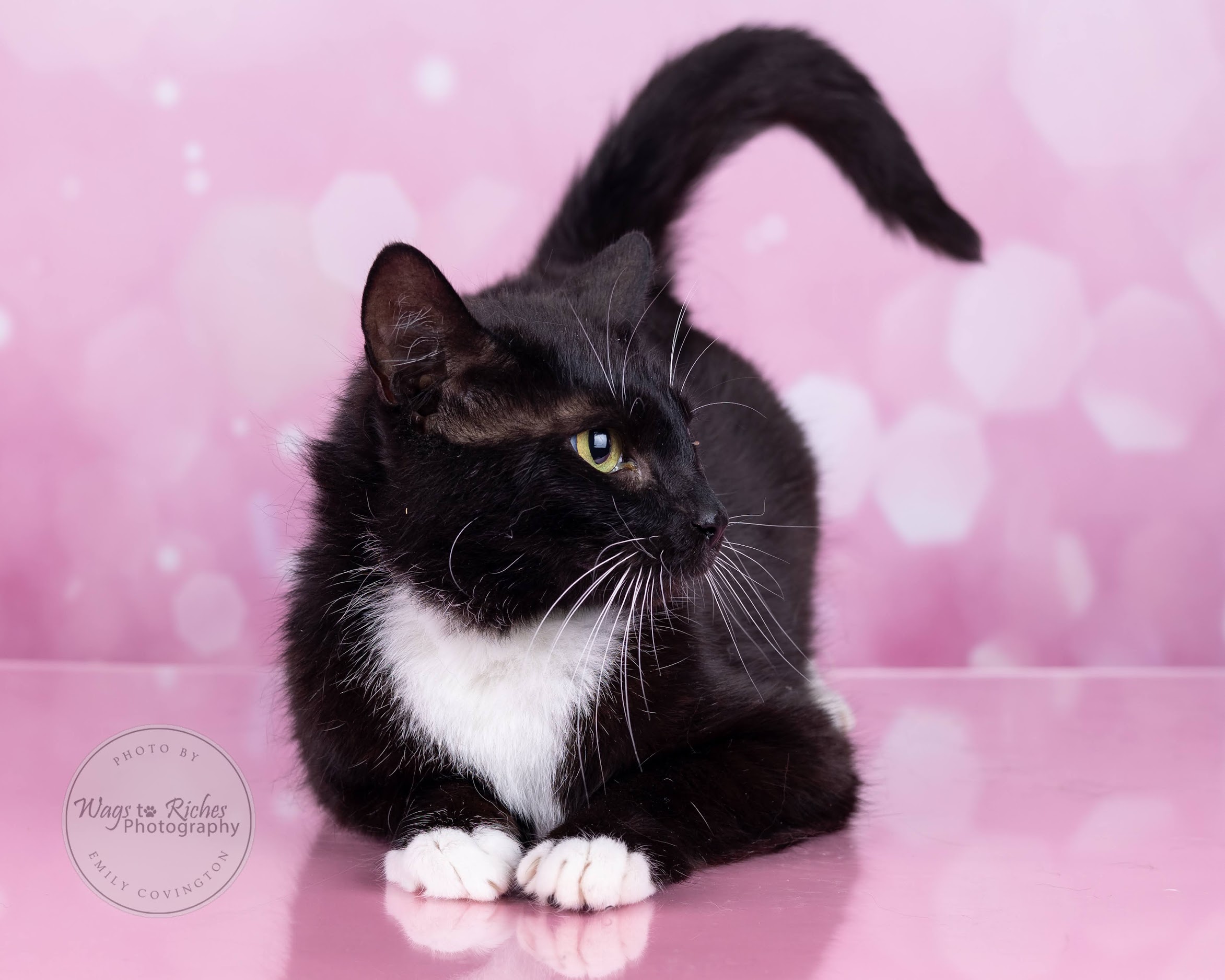 Mary Ruth - Adopted, a Adoptable mixed breed in Johnston, RI image 3/6