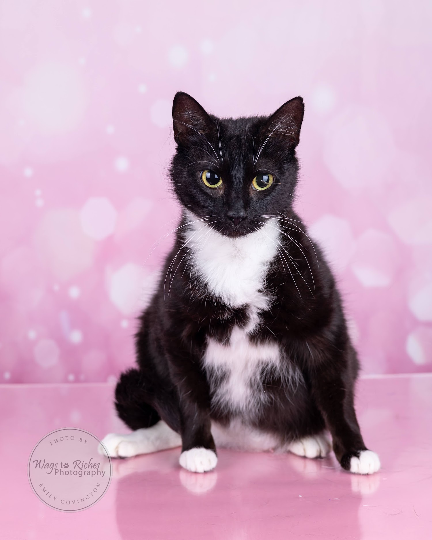 Mary Ruth - Adopted, a Adoptable mixed breed in Johnston, RI image 4/6