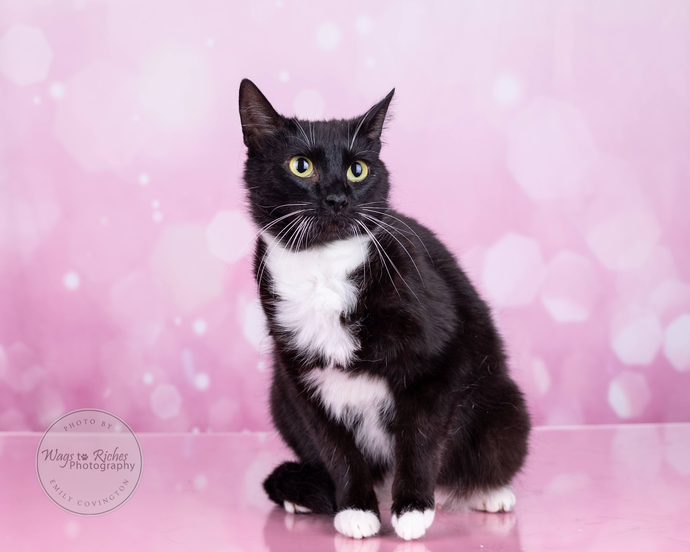 Mary Ruth - Adopted, a Adoptable mixed breed in Johnston, RI image 5/6