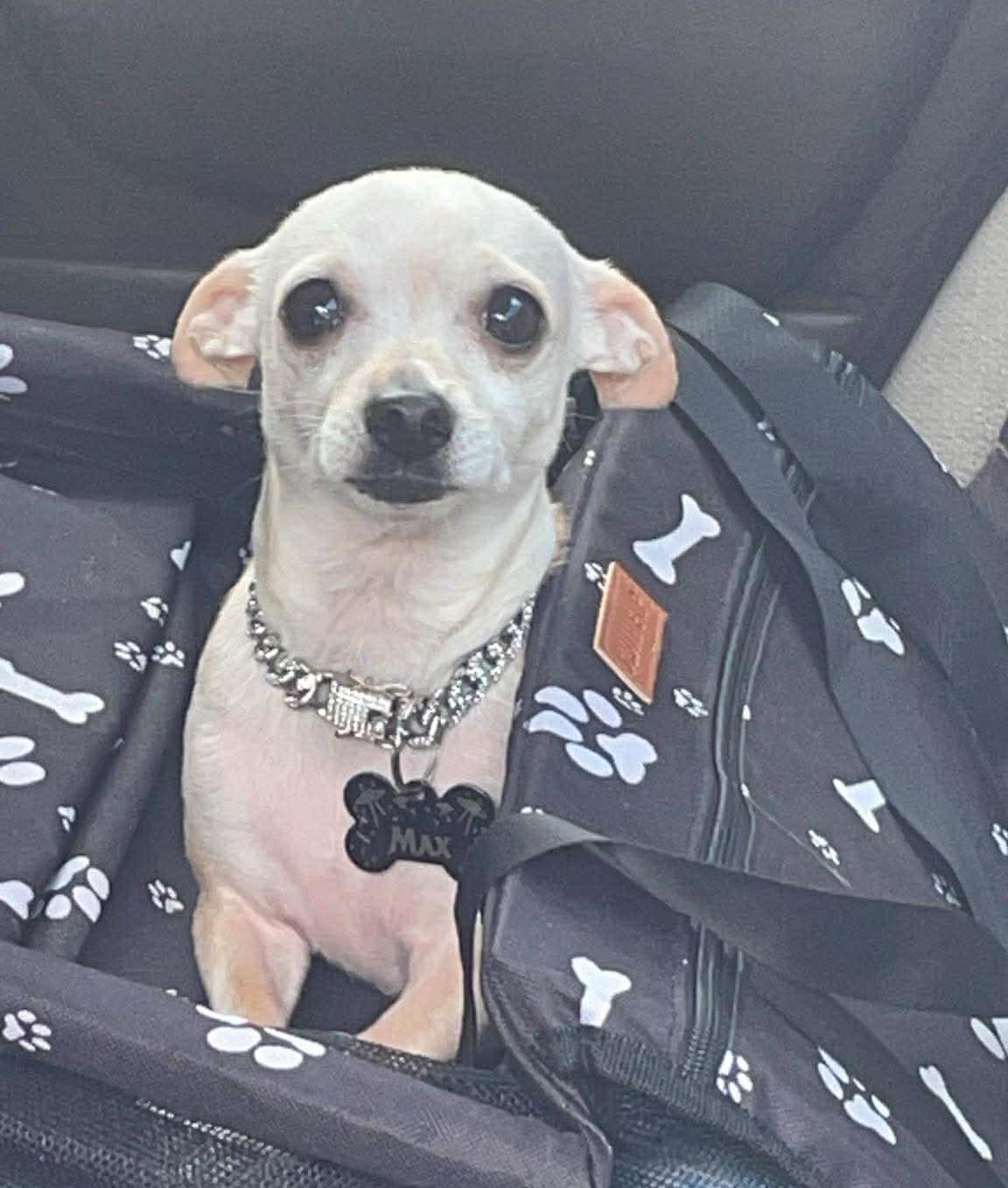 Max, adopted, Adult Male Chihuahua.