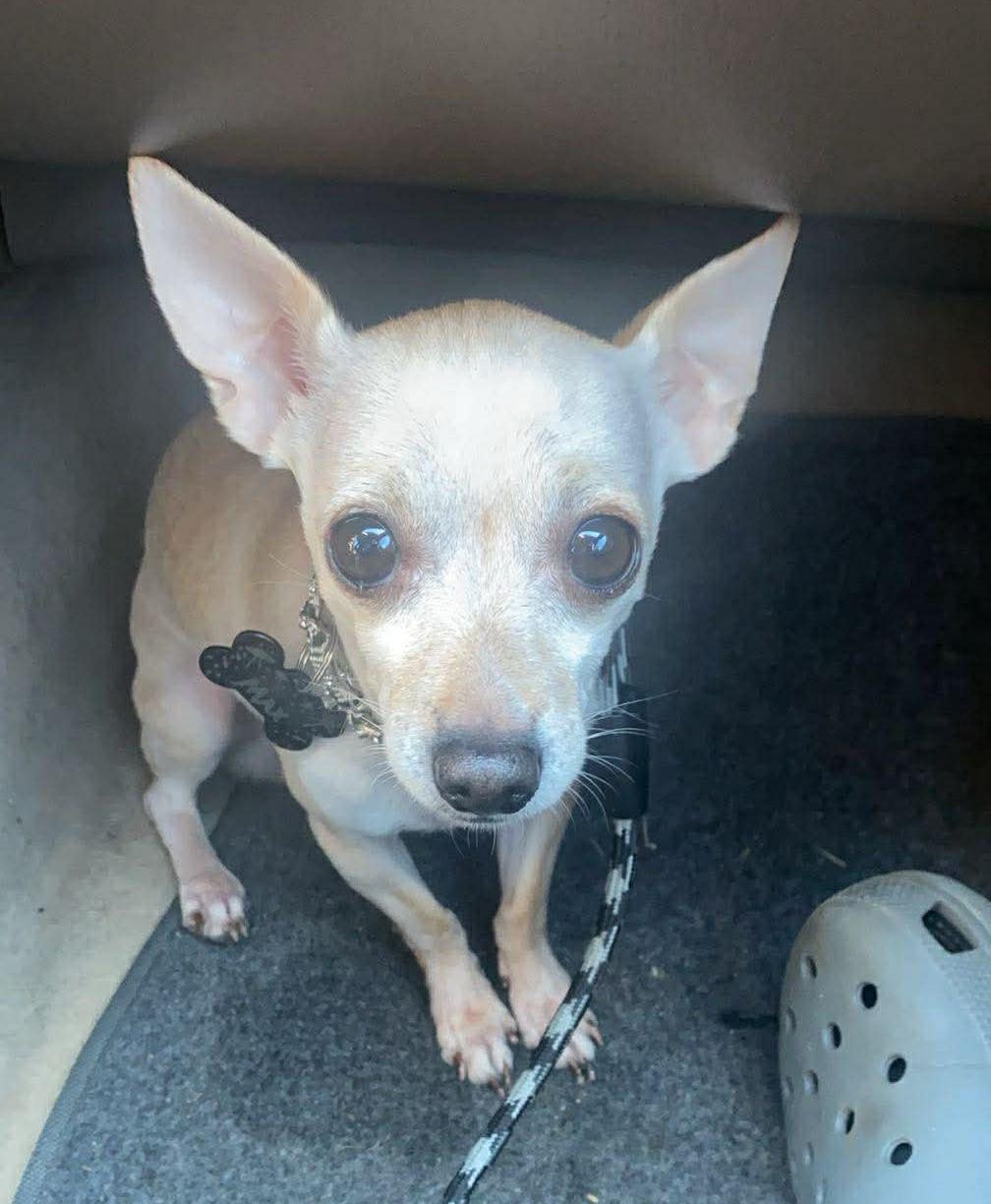 Enlarge Max, an adopted Chihuahua in Rochester, NY image 2/2