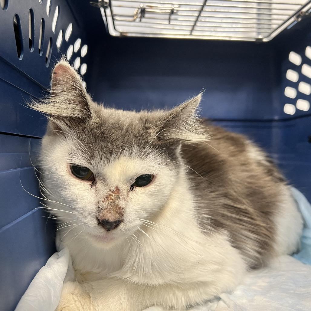 Enlarge Turbo, a Adoptable Domestic Long Hair in West Palm Beach, FL image 1/6