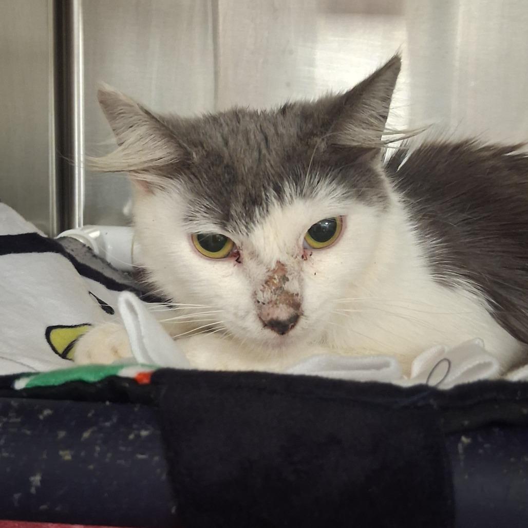 Enlarge Turbo, a Adoptable Domestic Long Hair in West Palm Beach, FL image 2/6