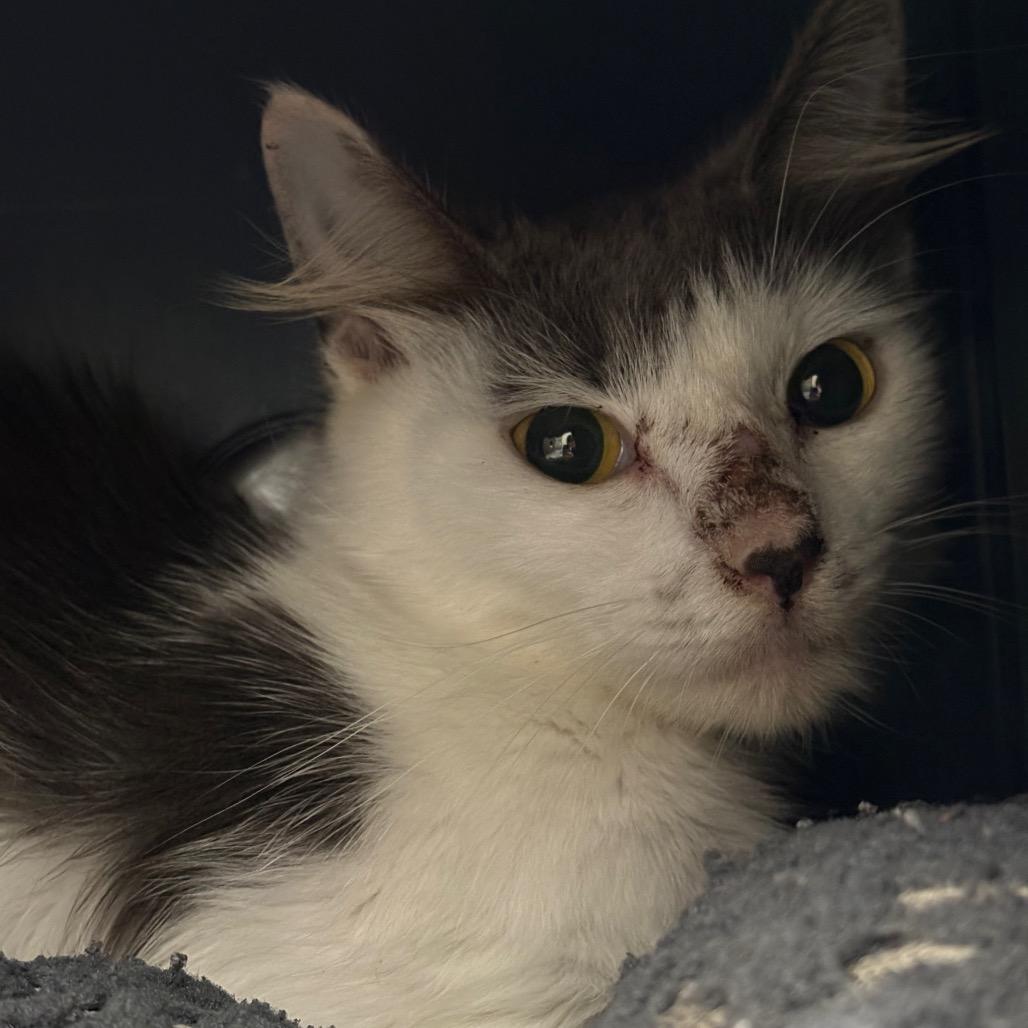 Enlarge Turbo, a Adoptable Domestic Long Hair in West Palm Beach, FL image 3/6