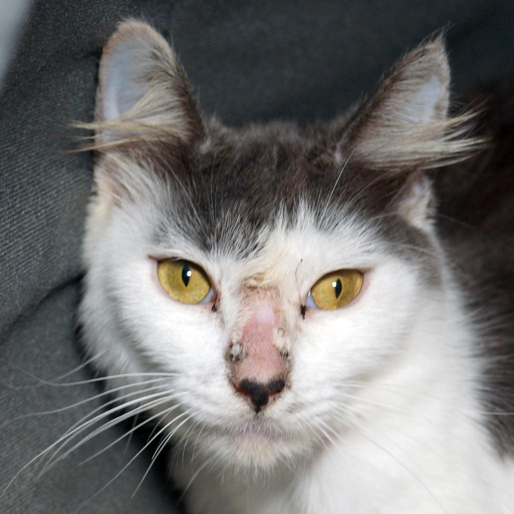 Enlarge Turbo, a Adoptable Domestic Long Hair in West Palm Beach, FL image 4/6