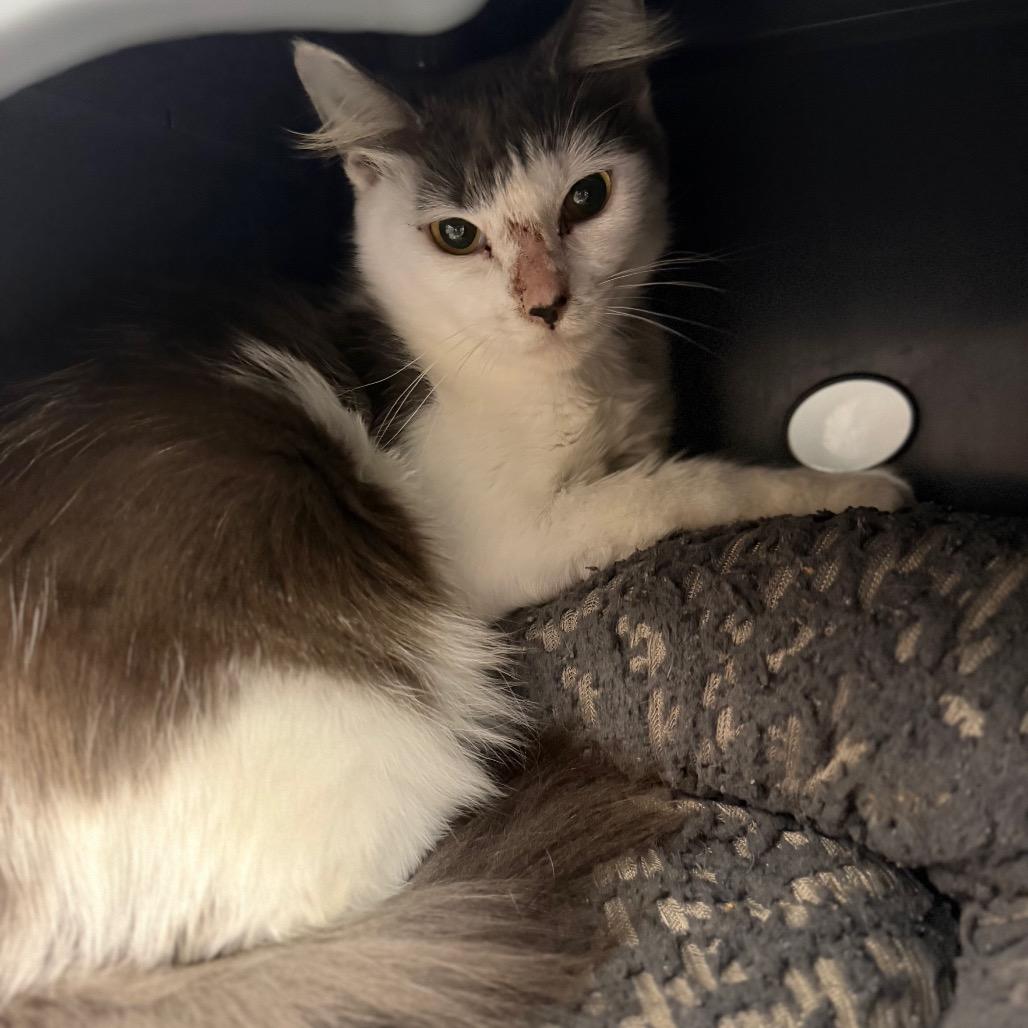 Enlarge Turbo, a Adoptable Domestic Long Hair in West Palm Beach, FL image 5/6