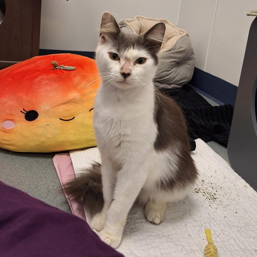 Enlarge Turbo, a Adoptable Domestic Long Hair in West Palm Beach, FL image 6/6