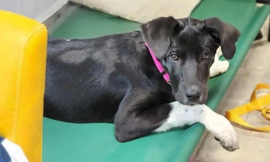 Enid, a Adoptable mixed breed in Statesville, NC image 1/2