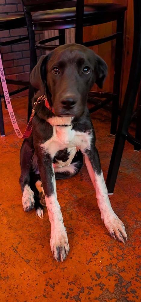 Enlarge Enid, a Adoptable mixed breed in Statesville, NC image 2/4