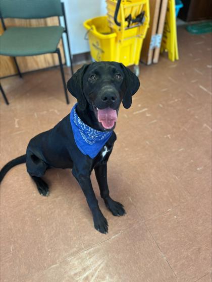 Buddy — thumbnail 2