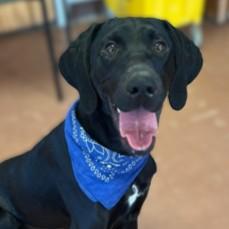 Buddy — thumbnail 3