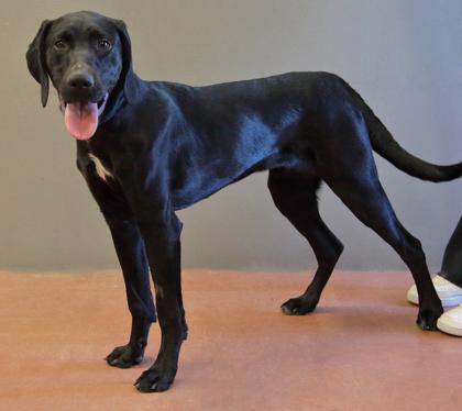 Buddy — thumbnail 4