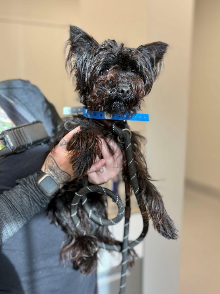 Enlarge Tiny Sirius, a Adopted mixed breed in Chillicothe, OH image 1/1