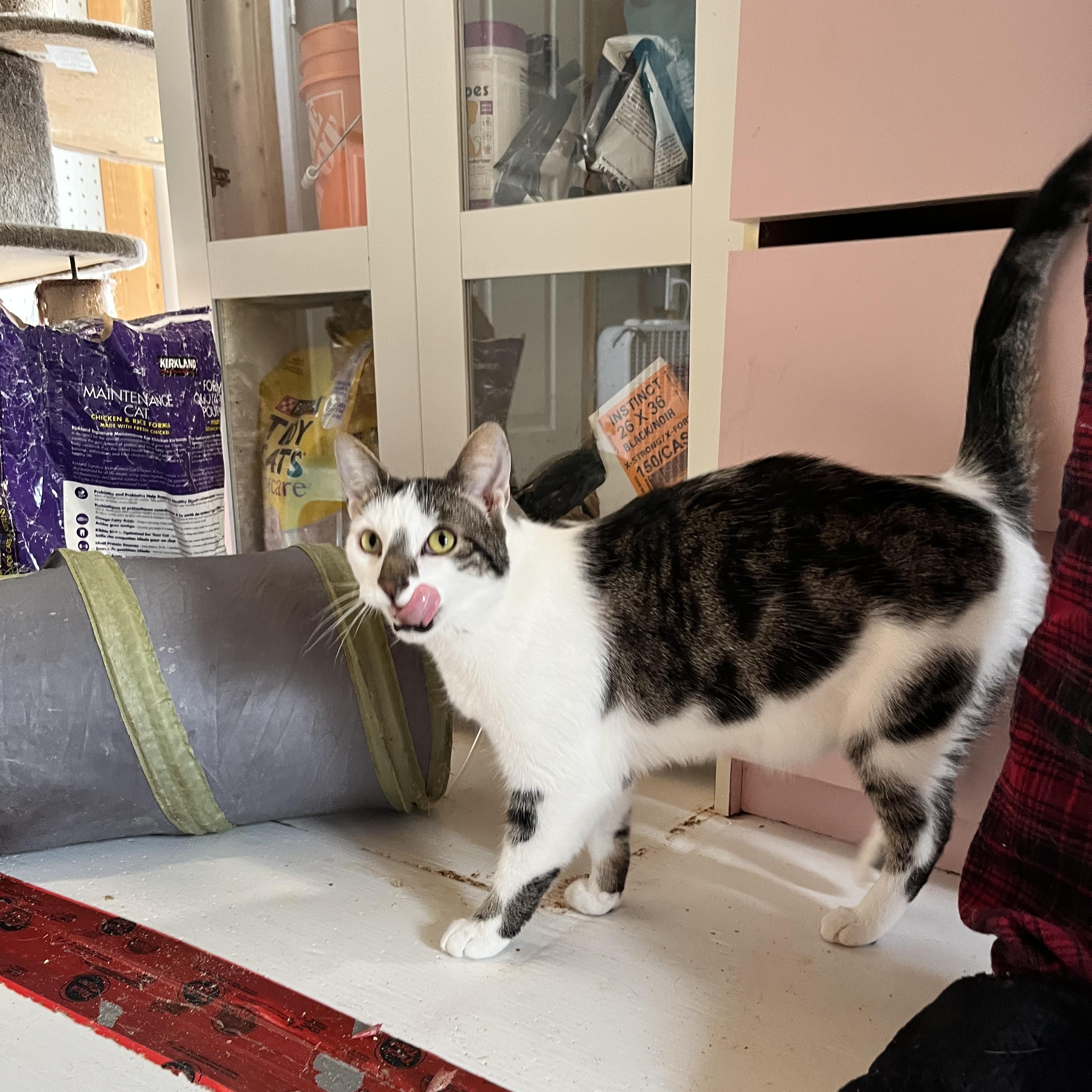 Enlarge Jude, a ADOPTABLE Tabby in Ashton, ON image 3/4