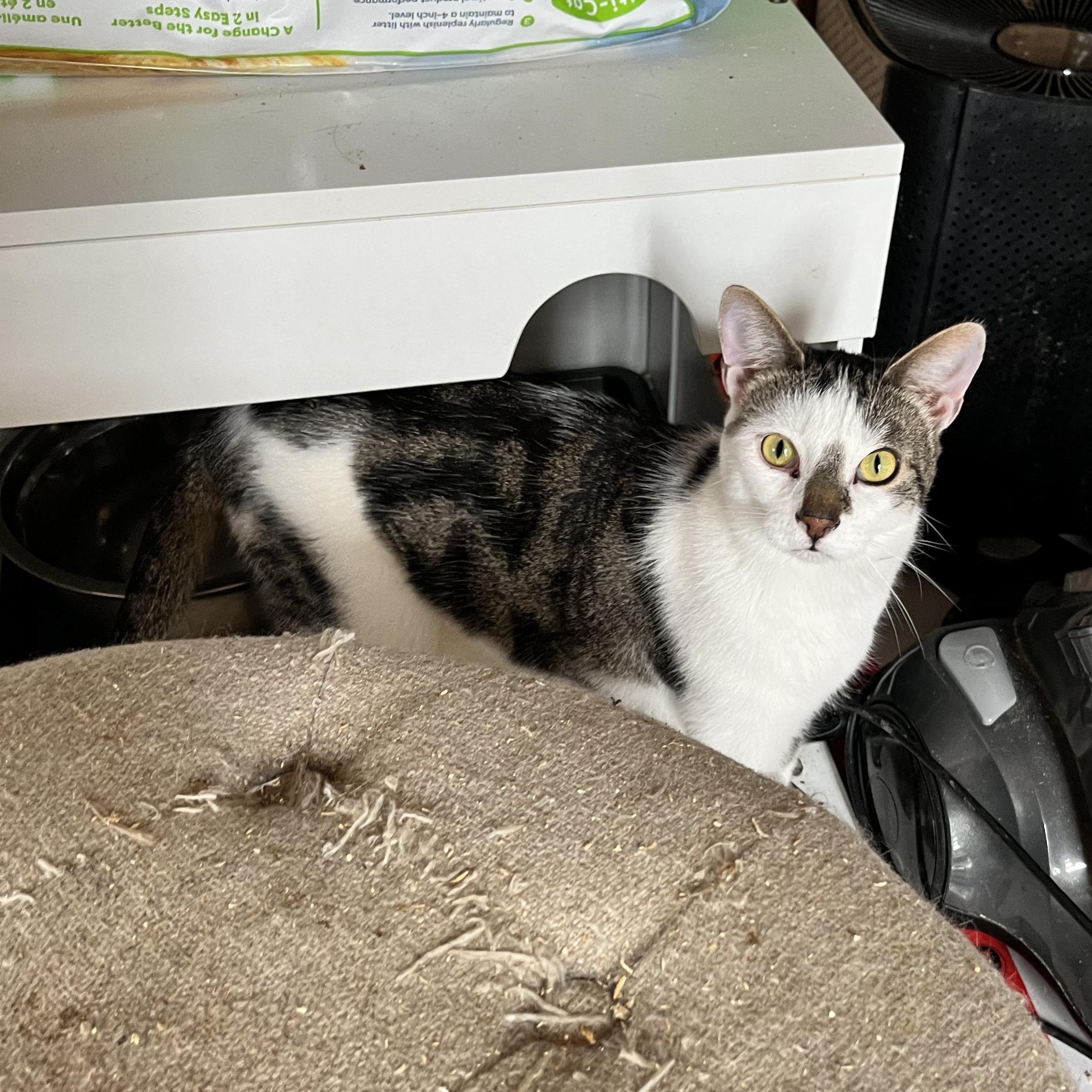 Enlarge Jude, a ADOPTABLE Tabby in Ashton, ON image 2/4