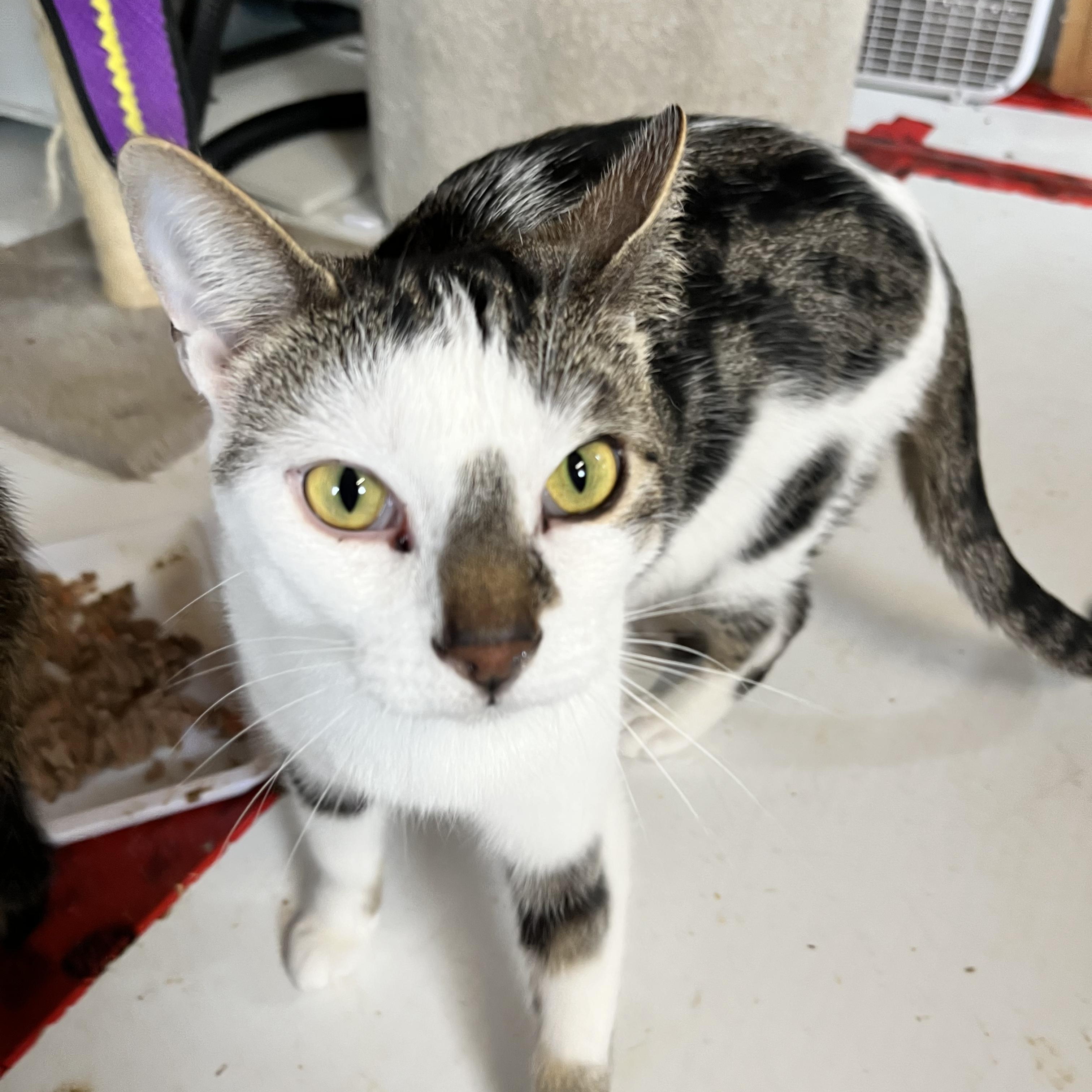 Jude, ADOPTABLE, Adult Male Tabby.