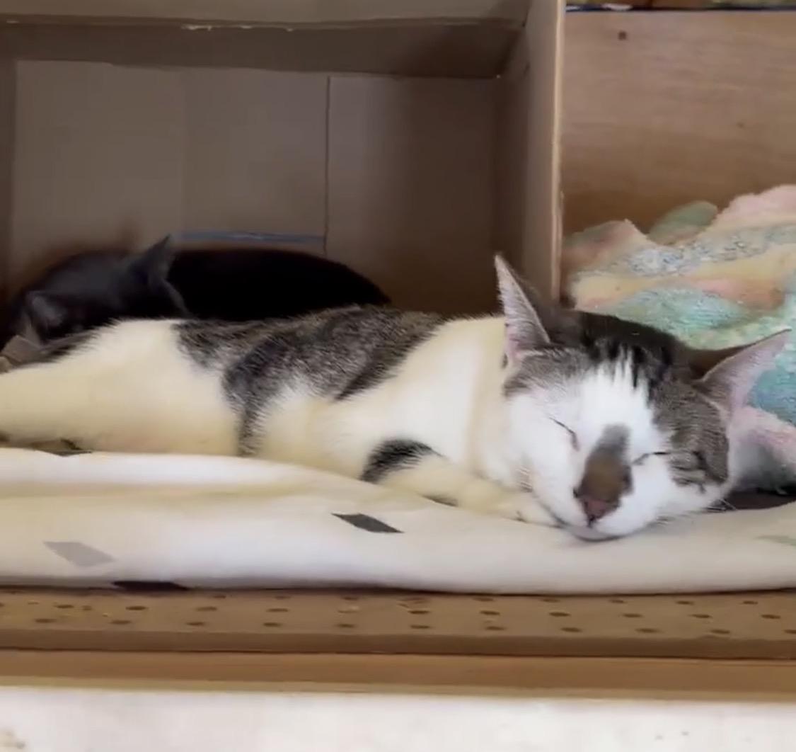 Enlarge Jude, a ADOPTABLE Tabby in Ashton, ON image 4/4