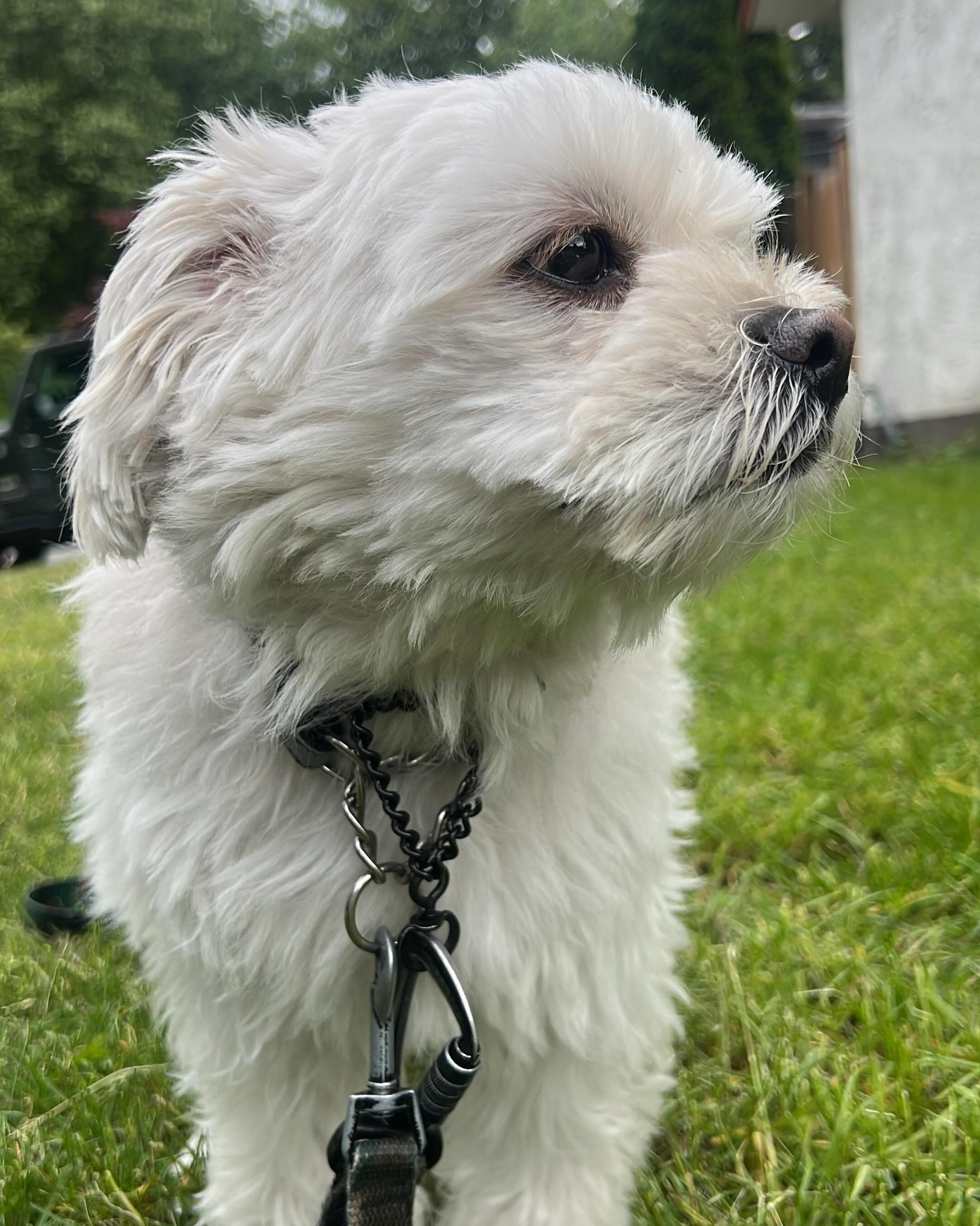 OLIVER, a ADOPTABLE mixed breed in Coquitlam, BC image 3/6